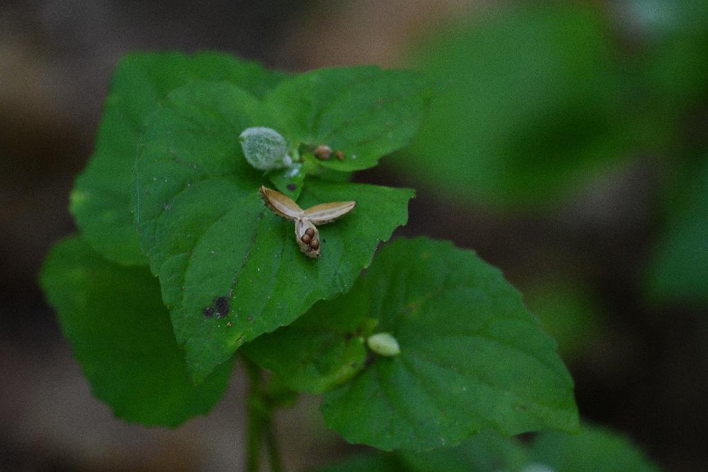 2025-07049384 Acton Arboretum, MA.JPG - White Violet. Acton Arboretum, MA, 7-4-2025